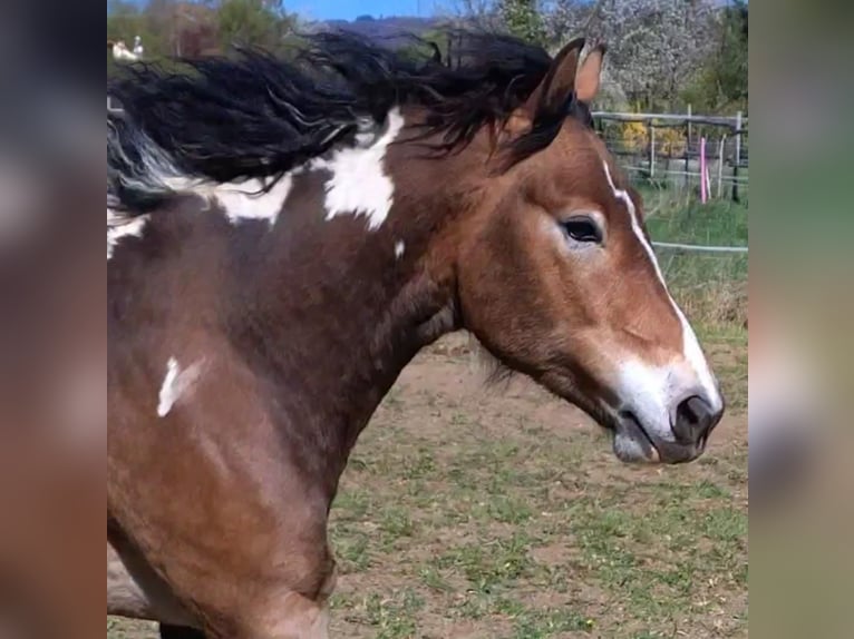 Haflinger Mix Wallach 6 Jahre 146 cm Schecke in Eltville am Rhein