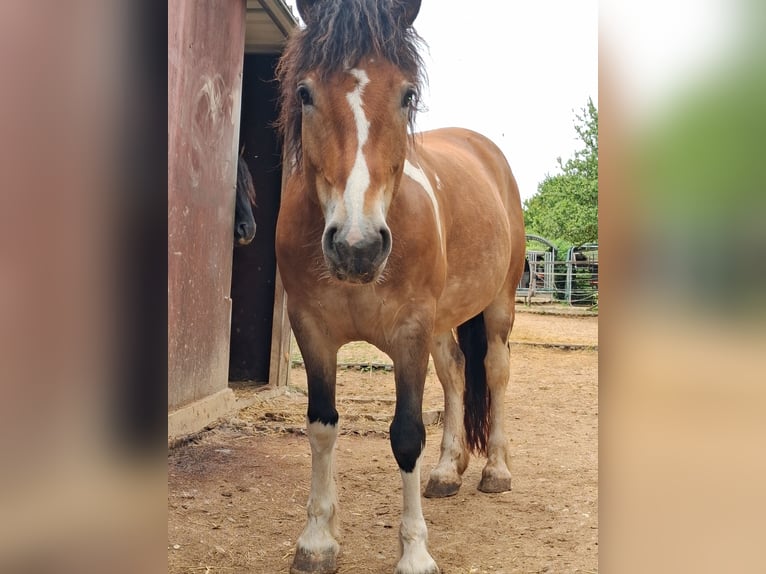 Haflinger Mix Wallach 6 Jahre 146 cm Schecke in Eltville am Rhein