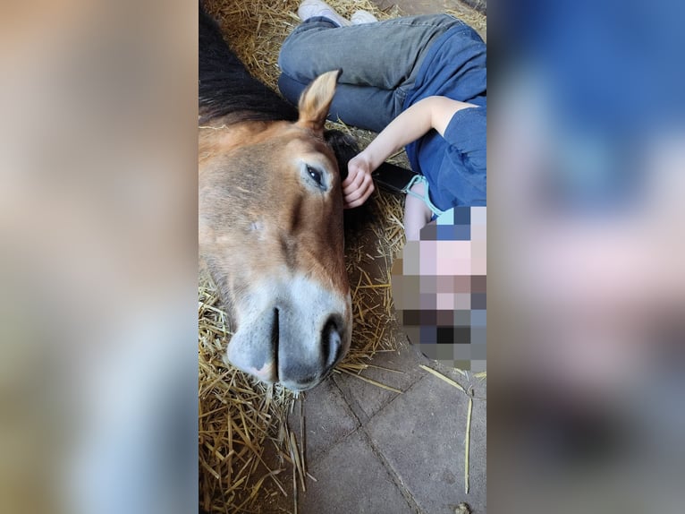 Haflinger Mix Wallach 6 Jahre 146 cm Schecke in Eltville am Rhein