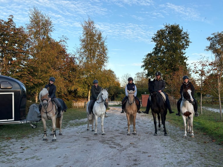 Haflinger Wallach 6 Jahre 147 cm Fuchs in Oldenburg