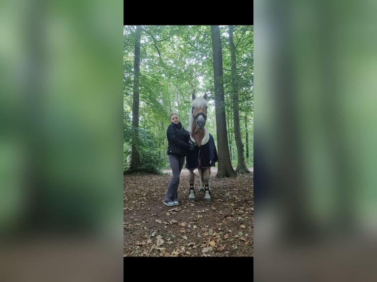 Haflinger Wallach 6 Jahre 147 cm Fuchs in Oldenburg