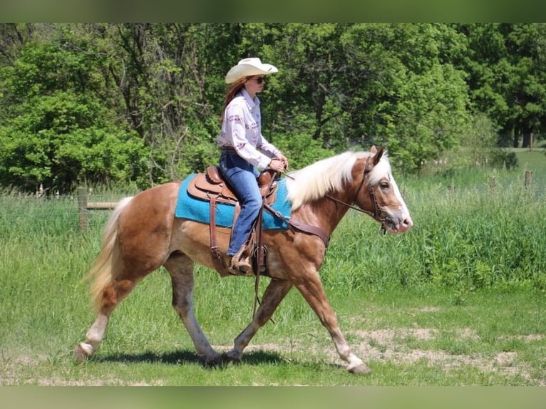 Haflinger Wallach 6 Jahre 147 cm Rotfuchs in Howell MI