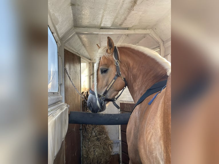 Haflinger Wallach 6 Jahre 147 cm in Abbiategrasso