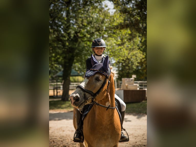 Haflinger Wallach 6 Jahre 147 cm in Gera
