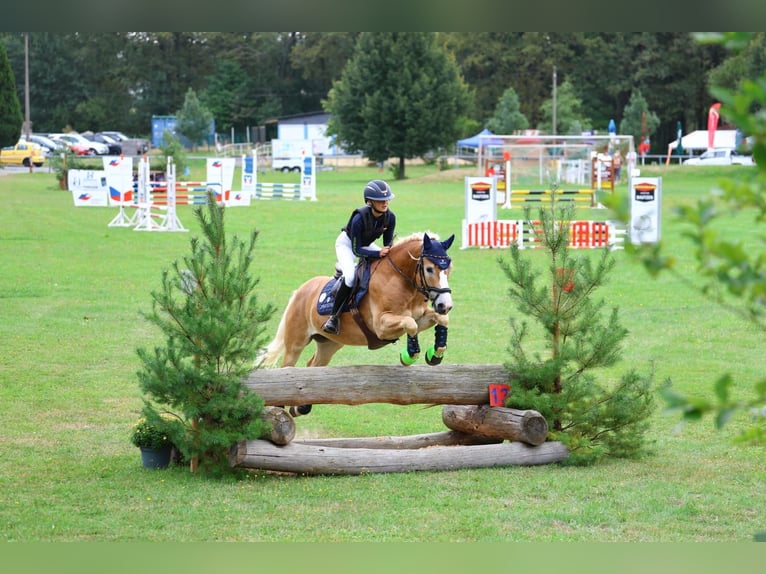 Haflinger Wallach 6 Jahre 147 cm in Gera
