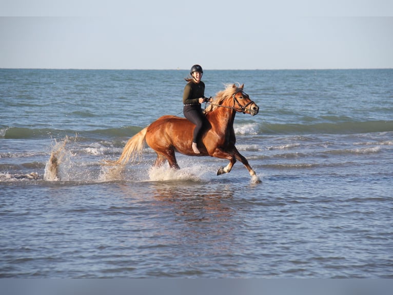 Haflinger Wallach 6 Jahre 148 cm Dunkelfuchs in Spittal an der Drau