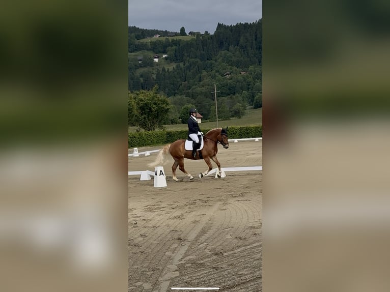 Haflinger Wallach 6 Jahre 148 cm Dunkelfuchs in Spittal an der Drau