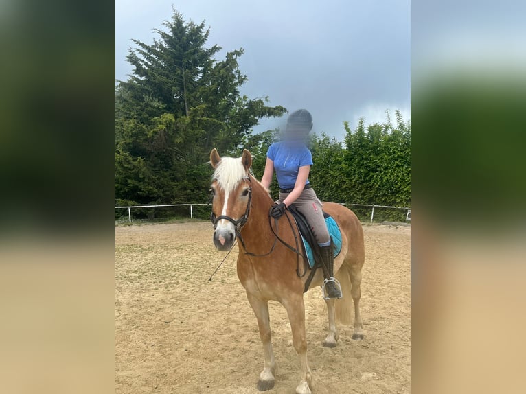 Haflinger Wallach 6 Jahre 148 cm Fuchs in Mank