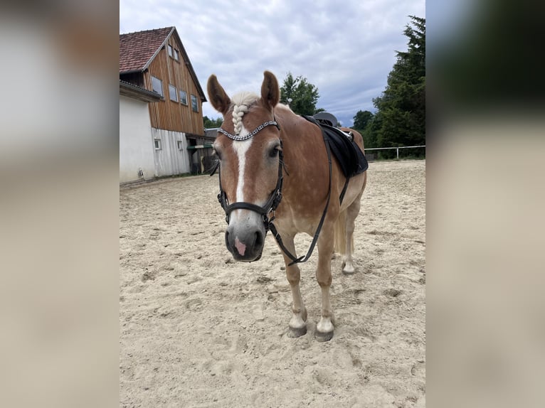Haflinger Wallach 6 Jahre 148 cm Fuchs in Mank