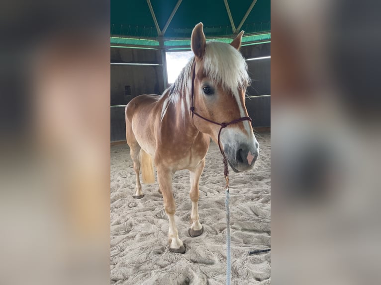 Haflinger Wallach 6 Jahre 148 cm Fuchs in Mank