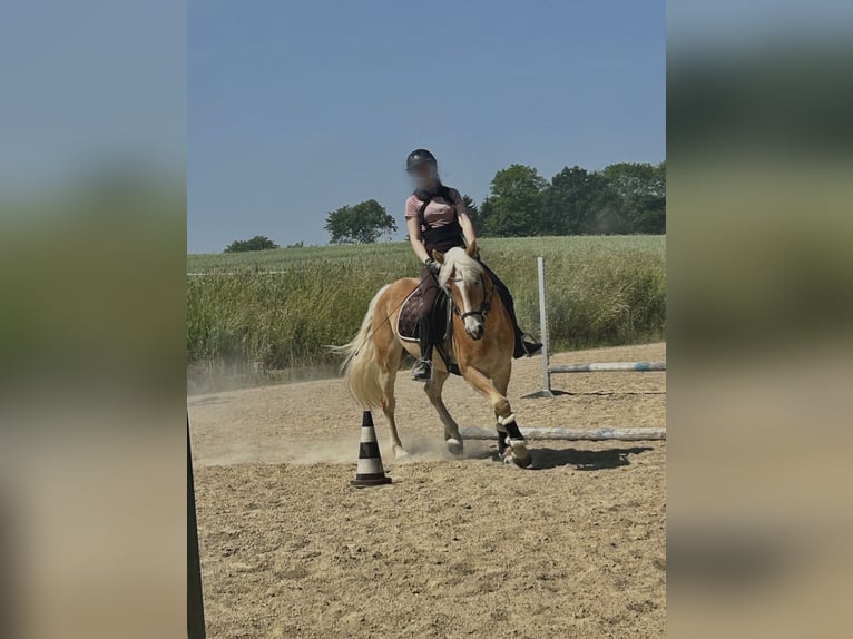 Haflinger Wallach 6 Jahre 148 cm Fuchs in Mank