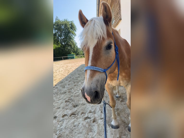 Haflinger Wallach 6 Jahre 148 cm Fuchs in Mank