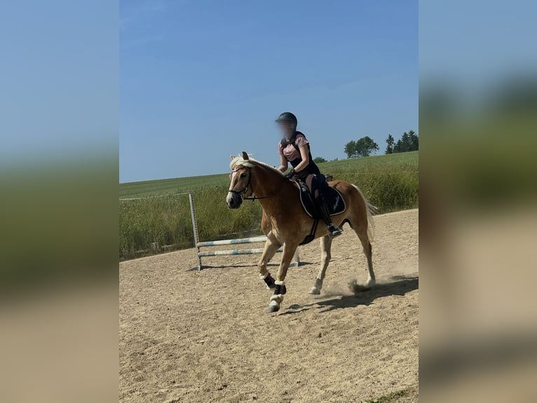Haflinger Wallach 6 Jahre 148 cm Fuchs in Mank