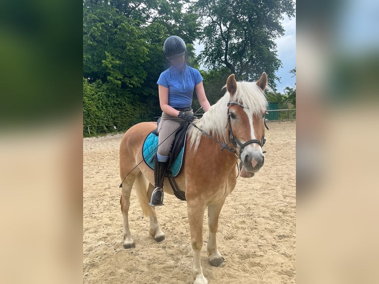 Haflinger Wallach 6 Jahre 148 cm Fuchs in Mank