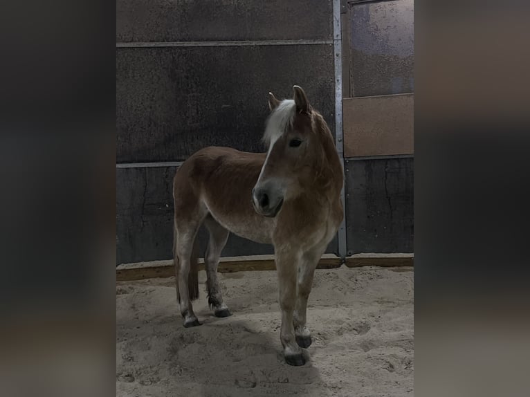 Haflinger Wallach 6 Jahre 148 cm Fuchs in Mank