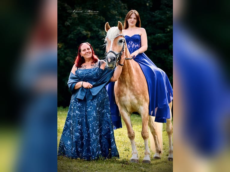 Haflinger Wallach 6 Jahre 148 cm Fuchs in Mank
