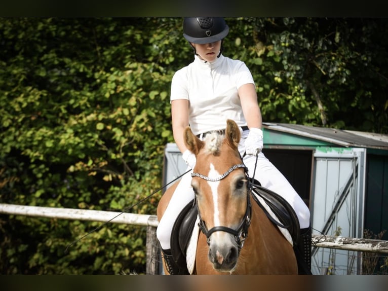 Haflinger Wallach 6 Jahre 148 cm Fuchs in Mank