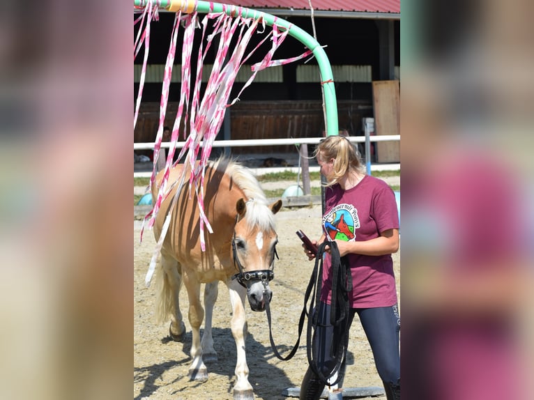 Haflinger Wallach 6 Jahre 150 cm in Gramastetten
