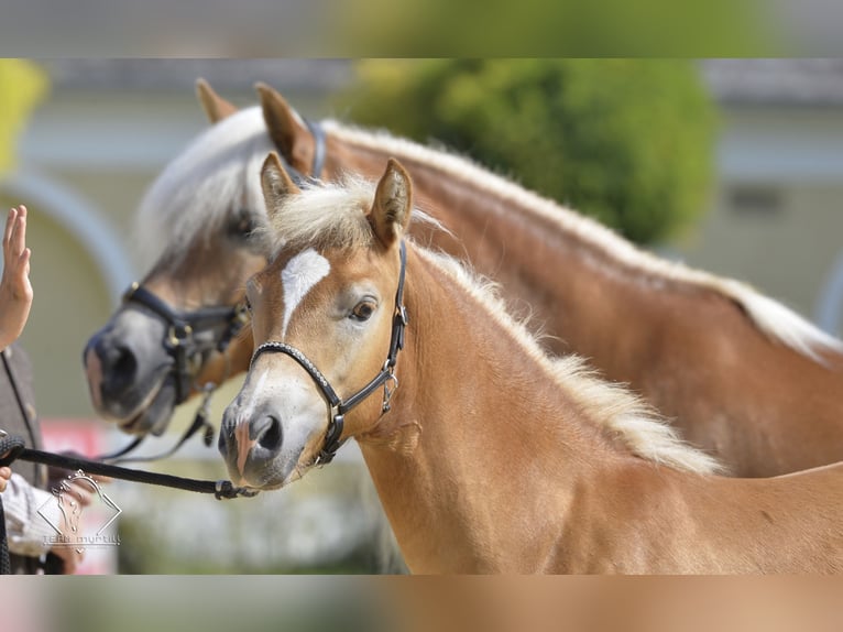 Haflinger Wallach 6 Jahre 150 cm Fuchs in St. Pölten