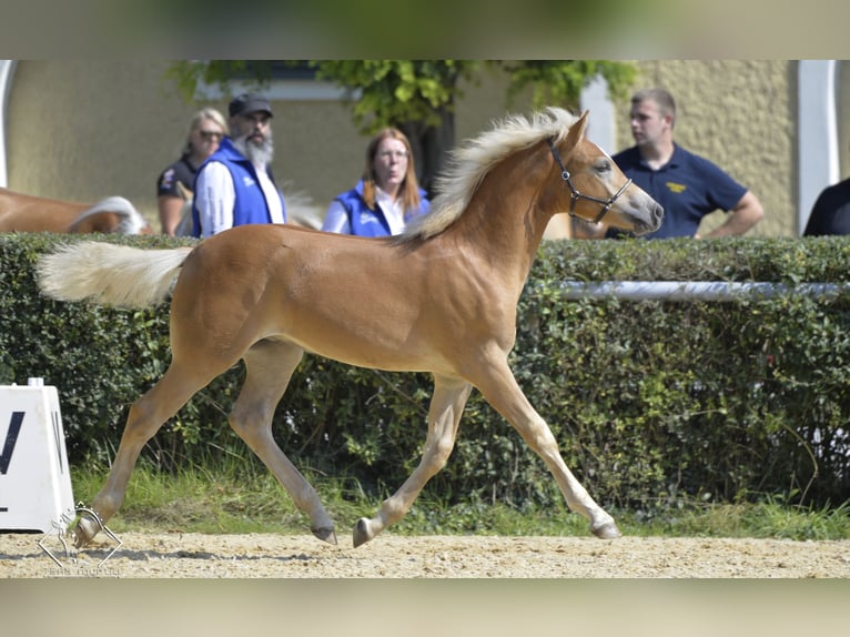 Haflinger Wallach 6 Jahre 150 cm Fuchs in St. Pölten