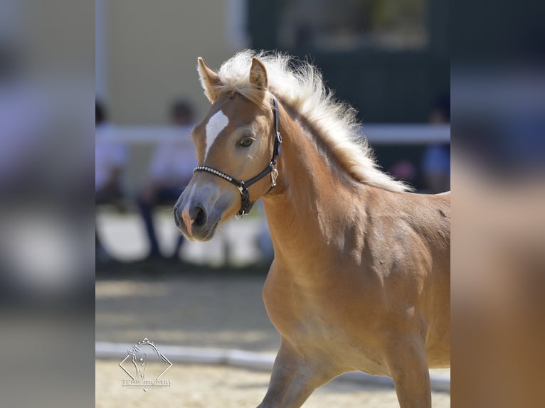 Haflinger Wallach 6 Jahre 150 cm Fuchs in St. Pölten