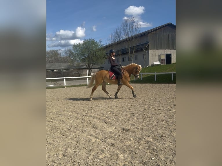 Haflinger Wallach 6 Jahre 150 cm Fuchs in St. Pölten