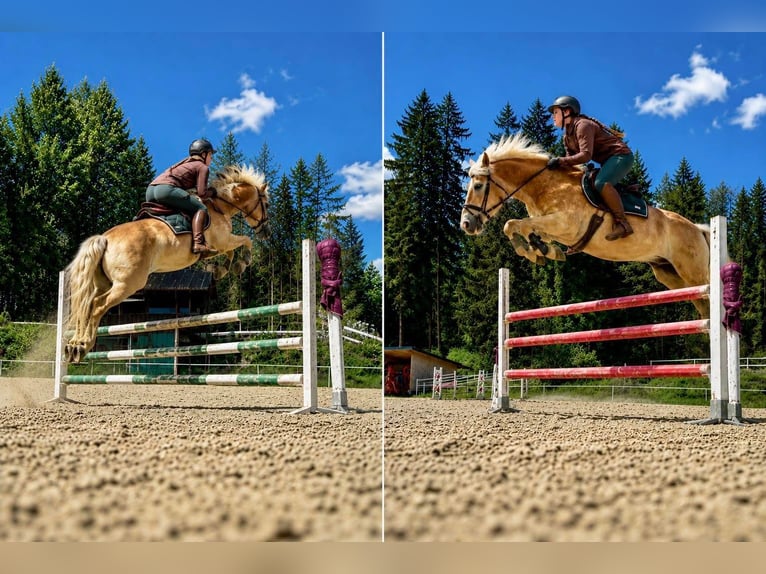 Haflinger Wallach 6 Jahre 150 cm Fuchs in Davidschlag