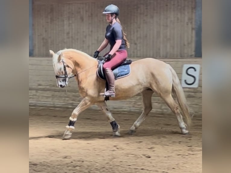 Haflinger Wallach 6 Jahre 150 cm Fuchs in Davidschlag