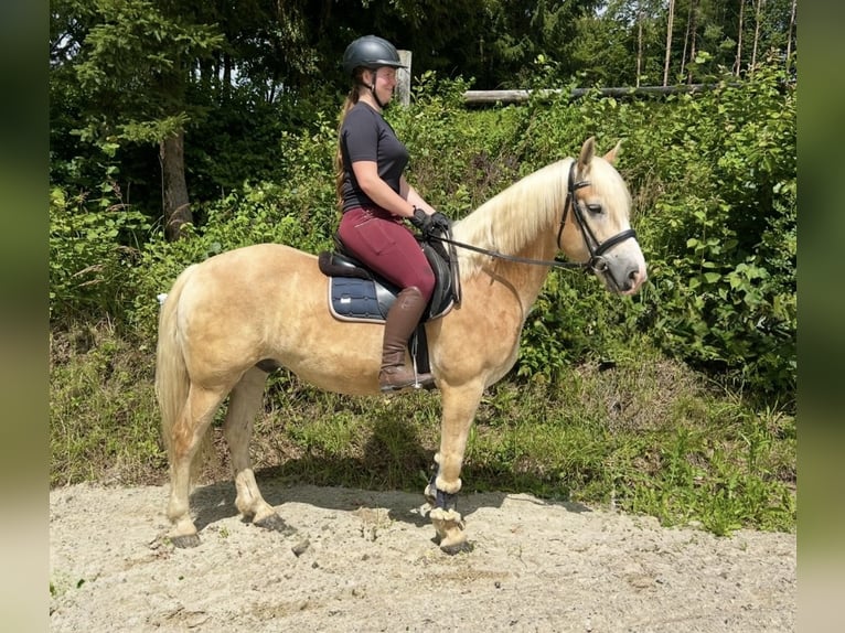 Haflinger Wallach 6 Jahre 150 cm Fuchs in Davidschlag