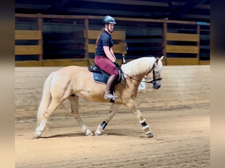 Haflinger Wallach 6 Jahre 150 cm Fuchs in Davidschlag