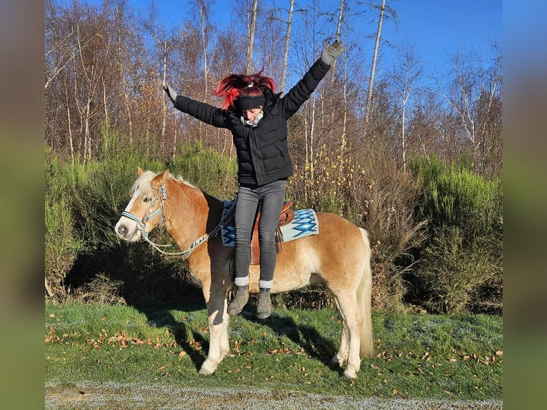 Haflinger Wallach 6 Jahre 150 cm Fuchs in Linkenbach
