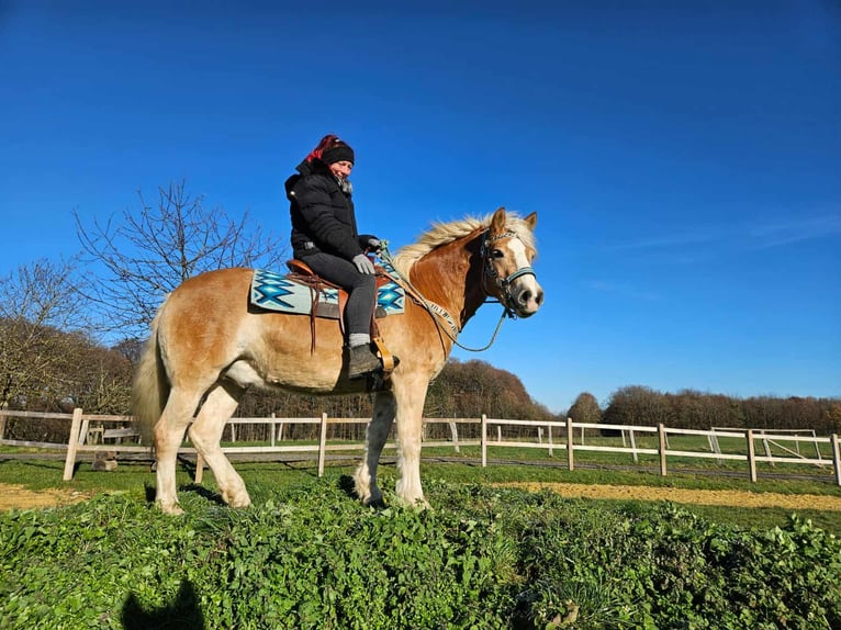 Haflinger Wallach 6 Jahre 150 cm Fuchs in Linkenbach