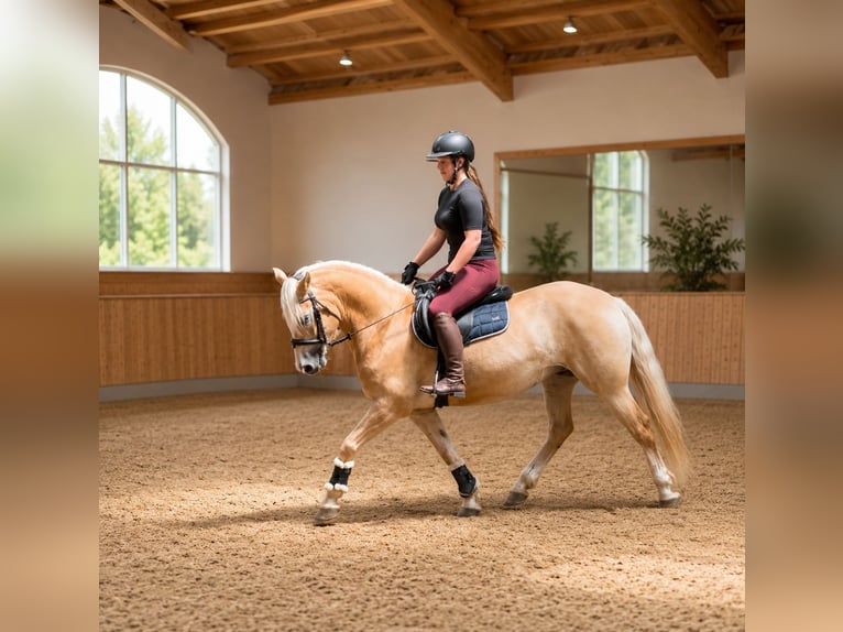 Haflinger Wallach 6 Jahre 150 cm Fuchs in Pelmberg