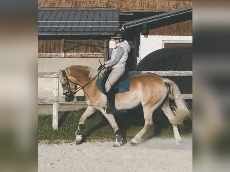 Haflinger Wallach 6 Jahre 150 cm Fuchs in Altenmarkt