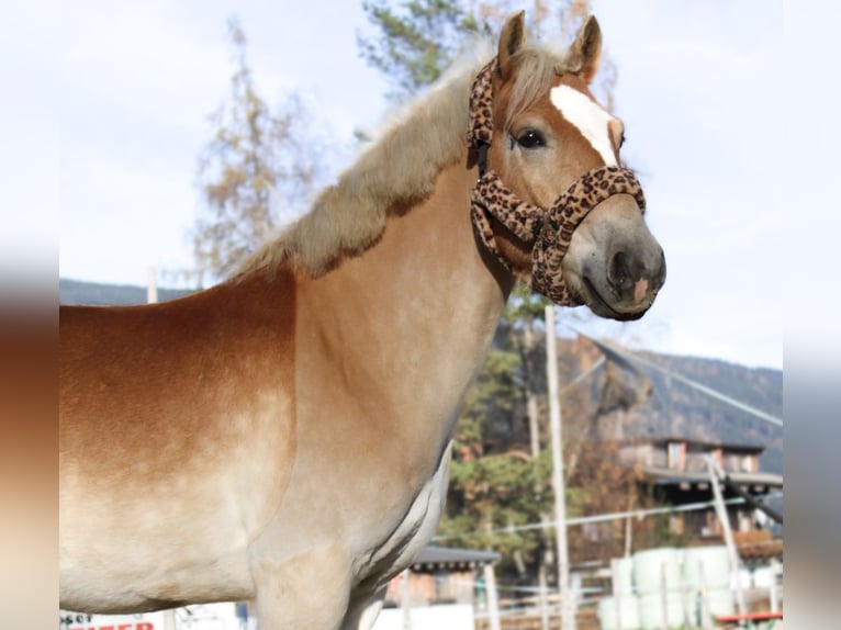 Haflinger Wallach 6 Jahre 150 cm Fuchs in Altenmarkt