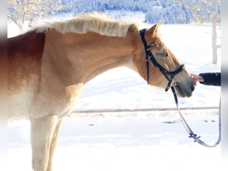 Haflinger Wallach 6 Jahre 150 cm Fuchs in Altenmarkt