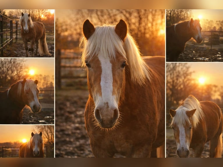 Haflinger Wallach 6 Jahre 150 cm Hellbrauner in Brandis