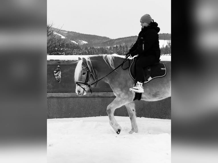 Haflinger Wallach 6 Jahre 151 cm Fuchs in Bad Leonfelden