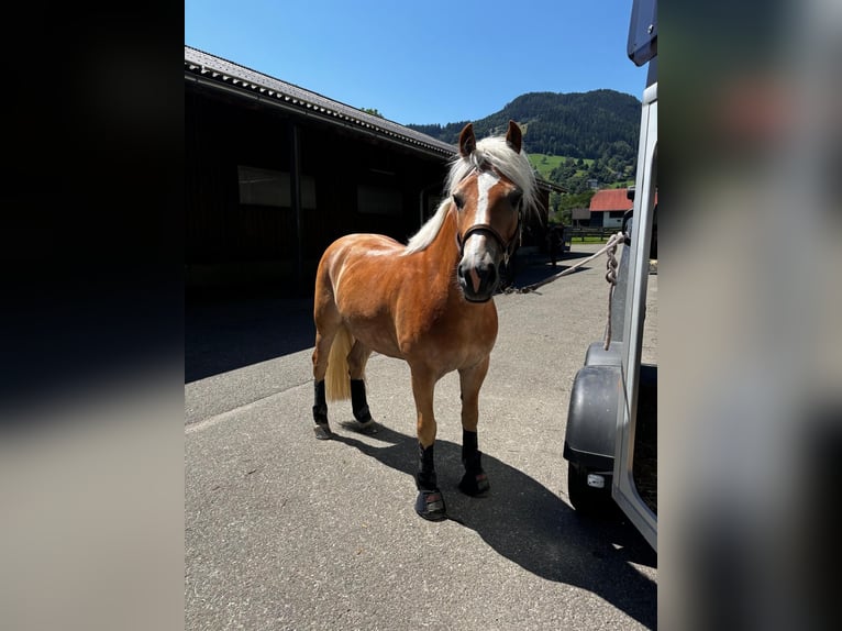Haflinger Wallach 6 Jahre 152 cm in St. Peter am Kammersberg