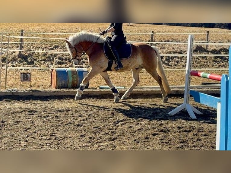 Haflinger Wallach 6 Jahre 152 cm in St. Peter am Kammersberg