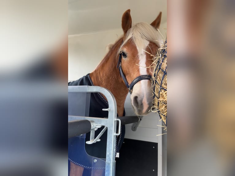 Haflinger Wallach 6 Jahre 152 cm in St. Peter am Kammersberg