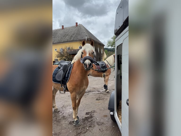 Haflinger Wallach 6 Jahre 152 cm in St. Peter am Kammersberg
