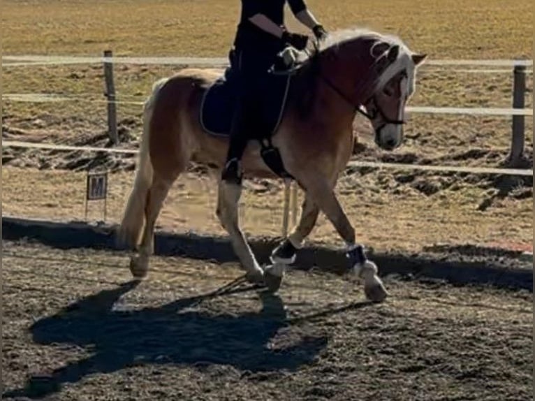 Haflinger Wallach 6 Jahre 152 cm in St. Peter am Kammersberg