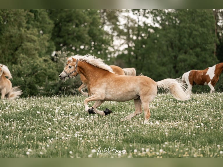 Haflinger Wallach 6 Jahre 152 cm  in Detmold