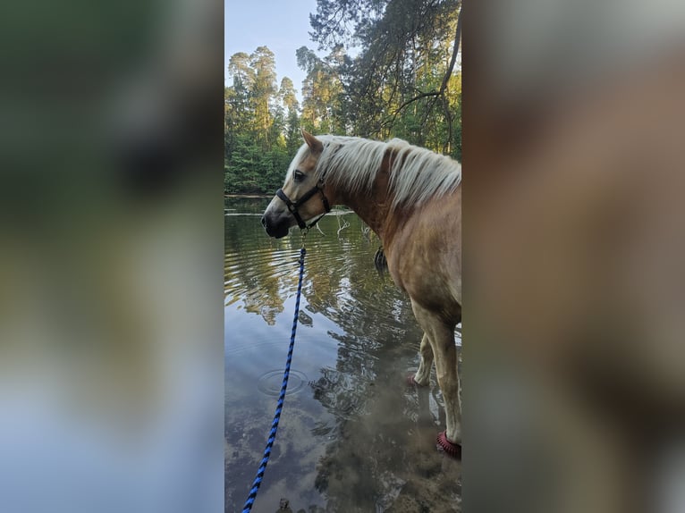 Haflinger Wallach 6 Jahre 152 cm  in Detmold