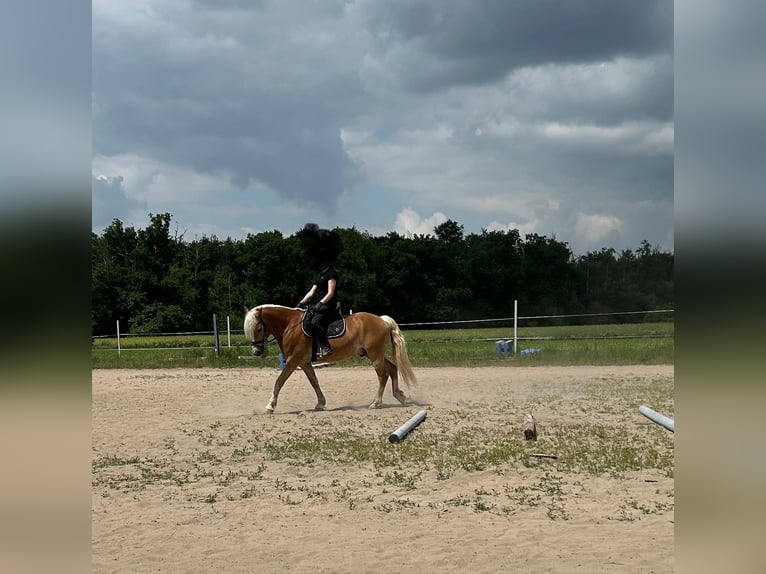 Haflinger Wallach 6 Jahre 152 cm in Viernheim