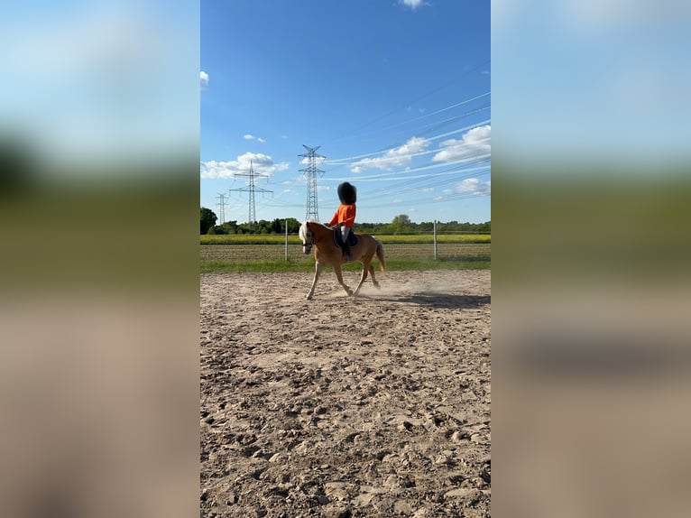 Haflinger Wallach 6 Jahre 152 cm in Viernheim