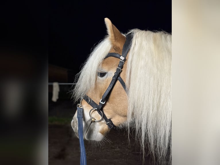 Haflinger Wallach 6 Jahre 152 cm Fuchs in Oberursel