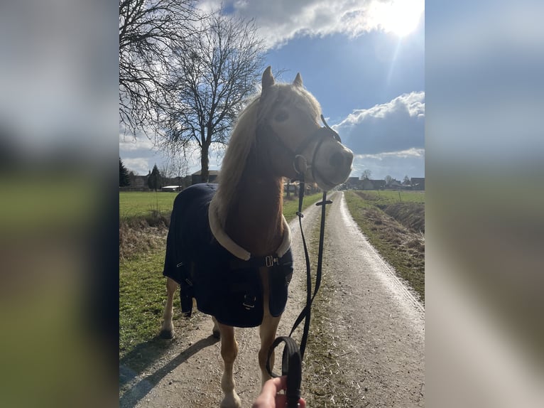 Haflinger Wallach 6 Jahre 152 cm Palomino in Dassel