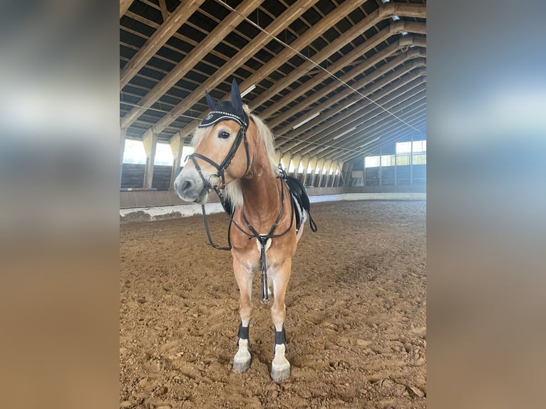 Haflinger Wallach 6 Jahre 152 cm Palomino in Dassel